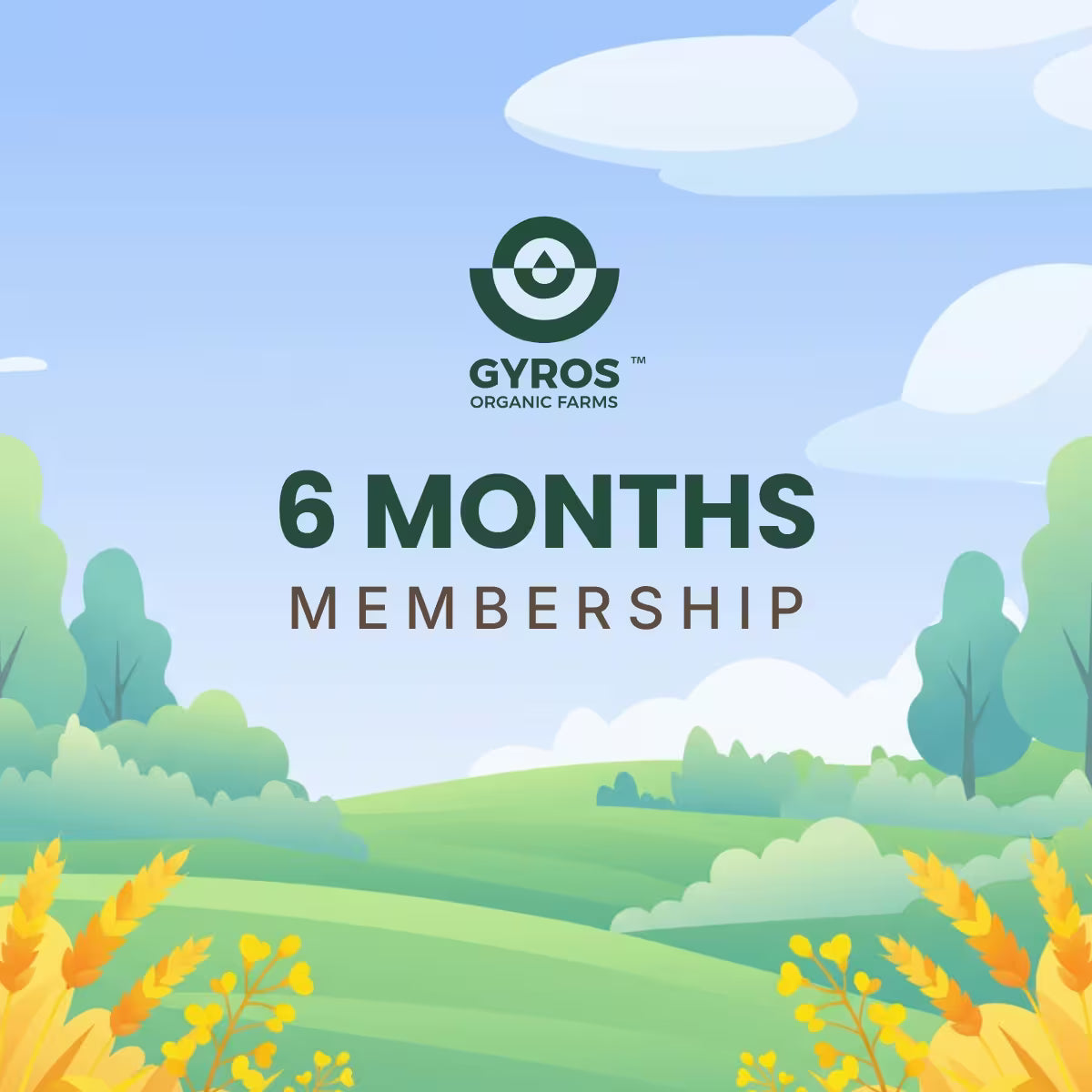 6 Month Plan